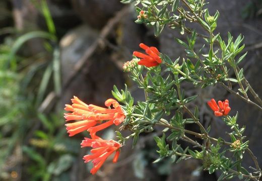 Image of firecrackerbush