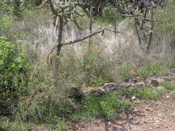 Image of firecrackerbush