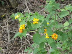 Image of lantana