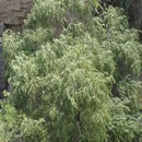 Слика од Salix bonplandiana Kunth