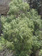 Image of Bonpland willow