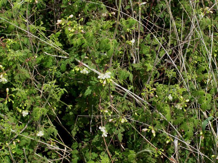 Image of balloon vine