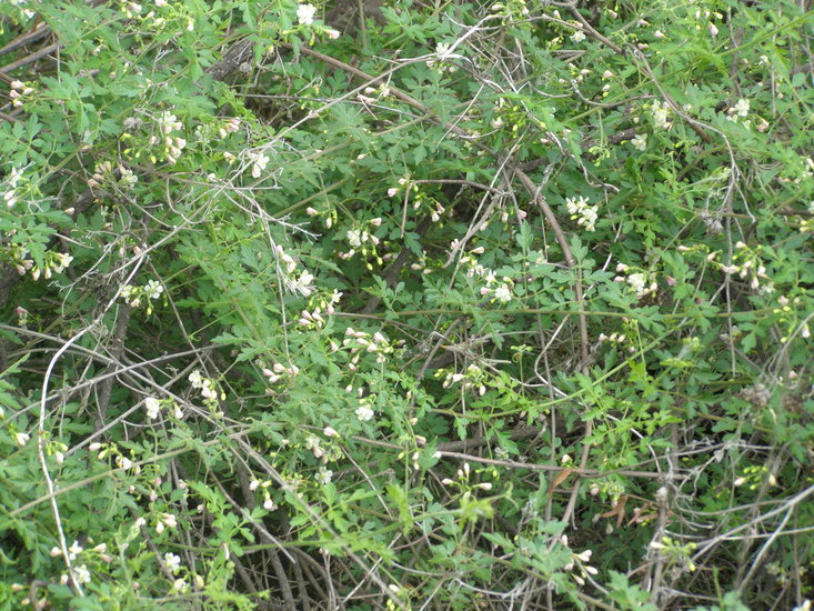 Image of balloon vine