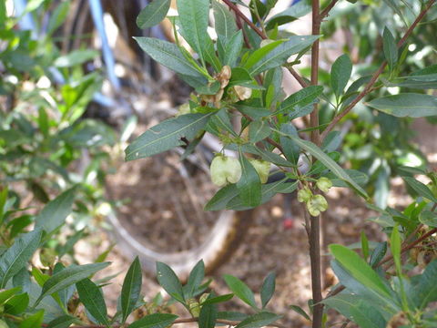 Image of Florida hopbush