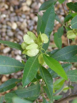 Image of Florida hopbush