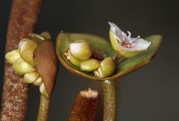 Image de Claytonia parviflora subsp. utahensis (Rydberg) John M. Miller & K. L. Chambers