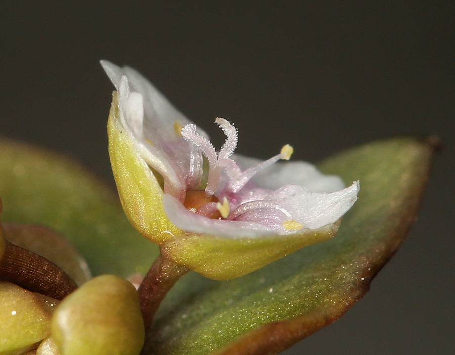 Image de Claytonia parviflora subsp. utahensis (Rydberg) John M. Miller & K. L. Chambers