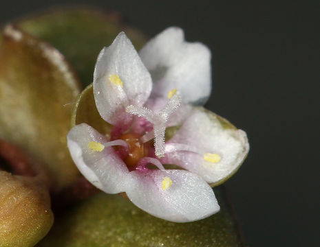 Image of streambank springbeauty