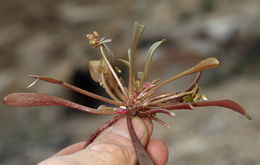 Image de Claytonia parviflora subsp. utahensis (Rydberg) John M. Miller & K. L. Chambers