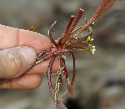 Image de Claytonia parviflora subsp. utahensis (Rydberg) John M. Miller & K. L. Chambers