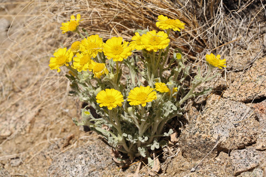 Image of beautiful woolly sunflower