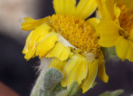 Image of beautiful woolly sunflower