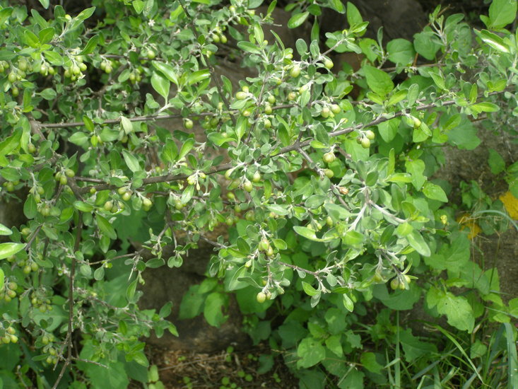 Image of Condalia velutina I. M. Johnst.