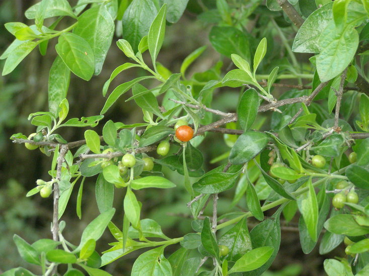 Image of Condalia velutina I. M. Johnst.