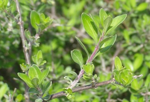 Image of Condalia velutina I. M. Johnst.