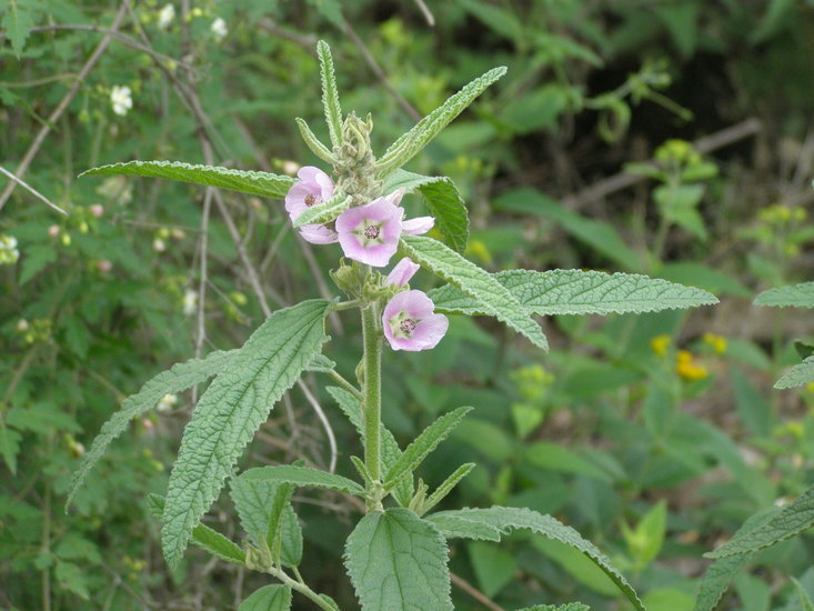 Plancia ëd Sphaeralcea angustifolia (Cav.) G. Don