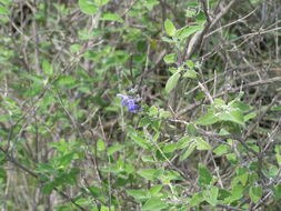 Salvia melissodora Lag. resmi