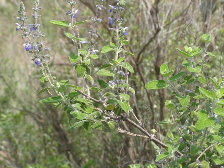 Imagem de Salvia melissodora Lag.