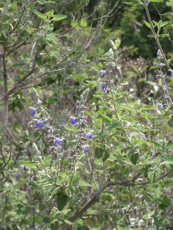 Salvia melissodora Lag. resmi