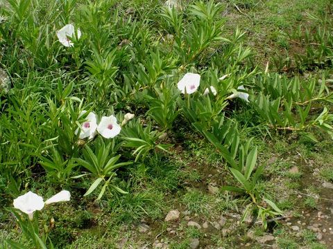 Image of Pinkthroat Morning glory