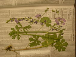 Image of dwarf checkerbloom