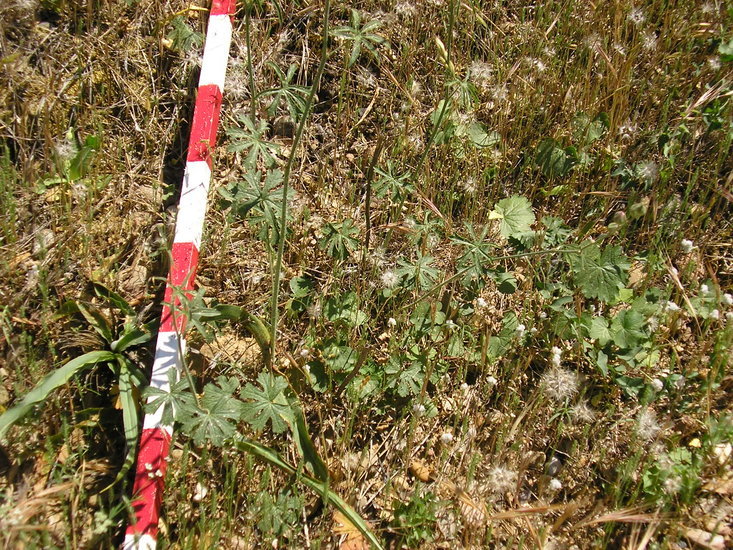 Image of dwarf checkerbloom