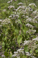 Mikania scandens (L.) Willd. resmi