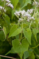 Mikania scandens (L.) Willd. resmi