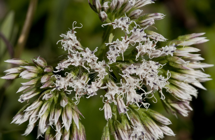 Image of climbing hempvine