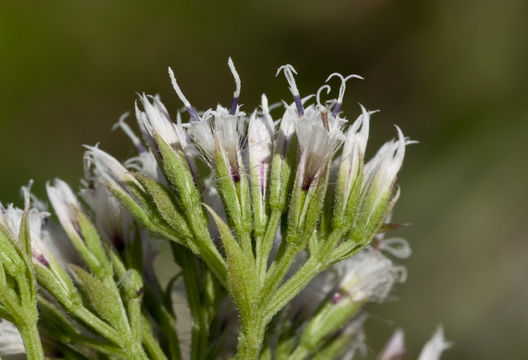 Image de Mikania scandens (L.) Willd.