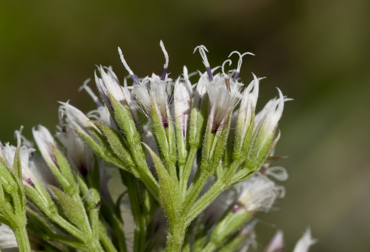 Image of climbing hempvine