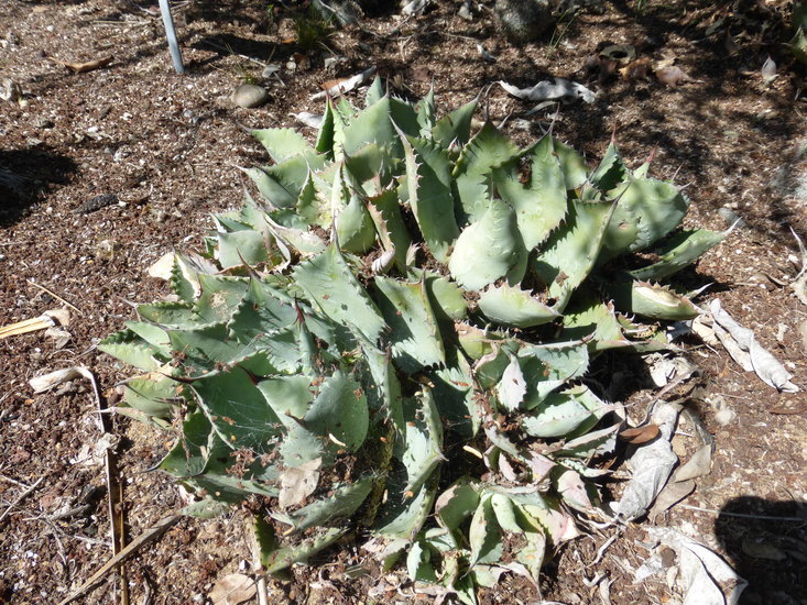 Image of Agave potatorum Zucc.