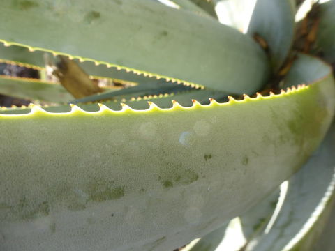 Image of Aloe wickensii Pole-Evans