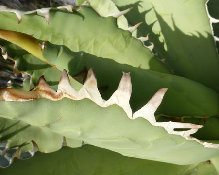 Image de Agave titanota Gentry