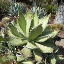 Image of Agave titanota Gentry