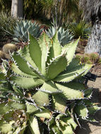 Image de Agave titanota Gentry