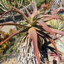 Image of Uitenbage aloe