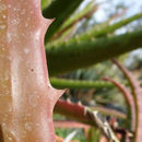 Image of Aloe bussei A. Berger