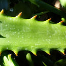 Aloe camperi Schweinf. resmi