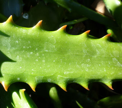 Image de Aloe camperi Schweinf.