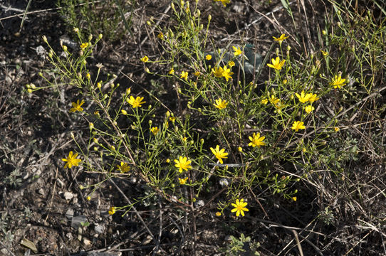 Image of <i>Amphiachyris amoena</i>