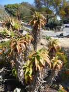 Aloe fibrosa Lavranos & L. E. Newton resmi