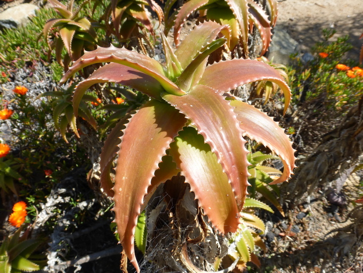 Aloe fibrosa Lavranos & L. E. Newton resmi