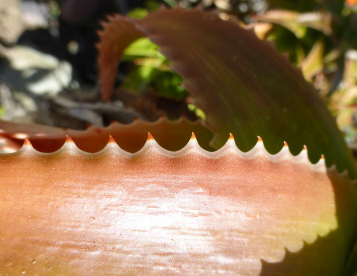 Aloe fibrosa Lavranos & L. E. Newton resmi