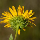 Imagem de Grindelia grandiflora Hook.