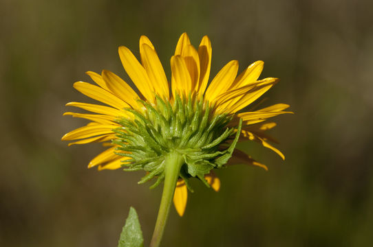 Image of manyray gumweed