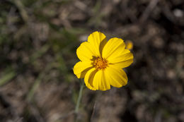 Image de Thelesperma simplicifolium (A. Gray) A. Gray