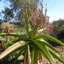 Aloe vaombe Decorse & Poiss. resmi