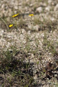 Image de Thelesperma simplicifolium (A. Gray) A. Gray