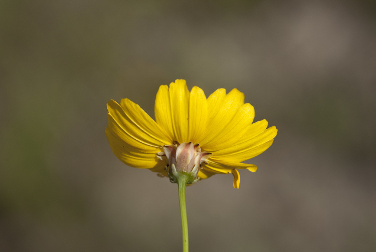 Image of Edwards Plateau greenthread